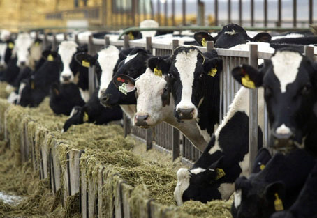 Dairy Industry