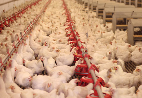  Meat, Poultry, and Marine Industries